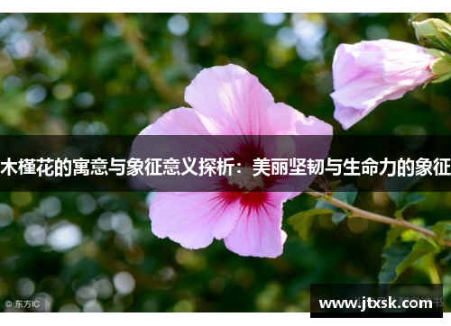 木槿花的寓意与象征意义探析：美丽坚韧与生命力的象征